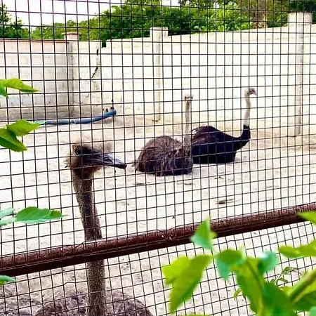 Guest Wild Duck * Ezerets