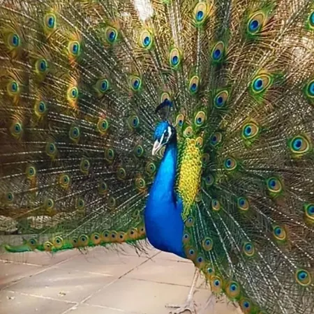 Guest Wild Duck * Ezerets