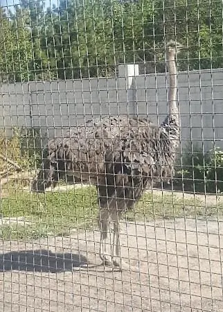 Guest Wild Duck