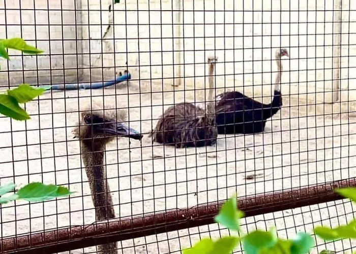 Guest Wild Duck * Ezerets