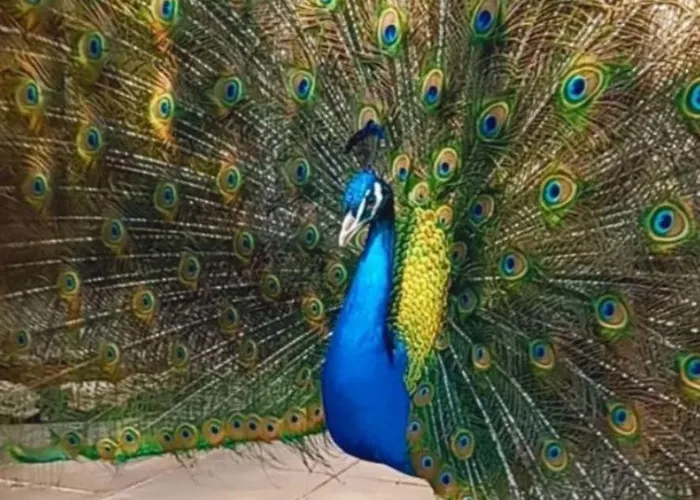 Guest Wild Duck * Ezerets